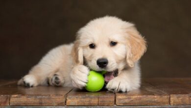 When Do Puppies Get Their Adult Teeth? A Guide to Puppy Teething