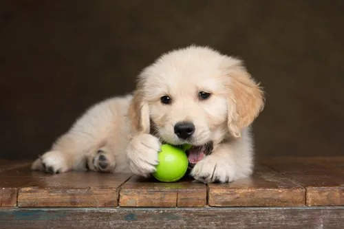 puppy-chewing-on-green-ball