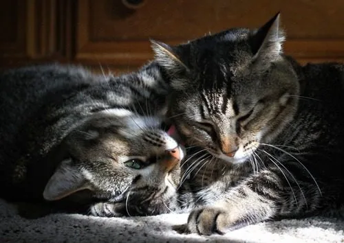 two-tabby-cats-grooming-each-other