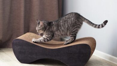 Alternatives to Declawing a Cat