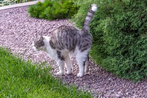gray-and-white-cat-spraying-outdoors