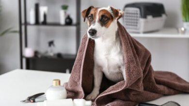How Often Should Dogs Be Groomed?