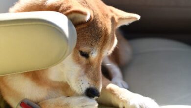 Why Do Dogs Smell Like Fritos?